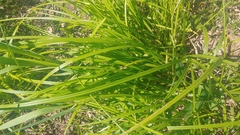 Carex conjuncta