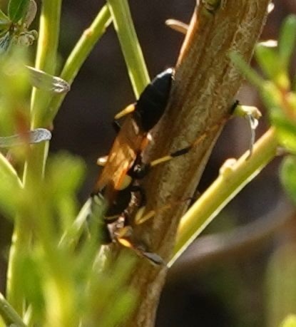 photo of Yellow-legged Mud-dauber Wasp (Sceliphron caementarium)