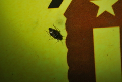 Agnocoris