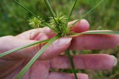 Cyperus lancastriensis