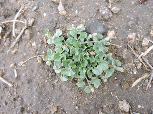 Dichondra argentea
