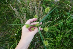Cyperus lancastriensis