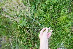 Cyperus lancastriensis