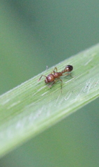Tetramorium bicarinatum