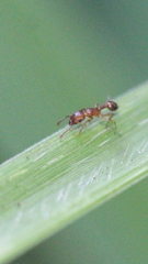 Tetramorium bicarinatum