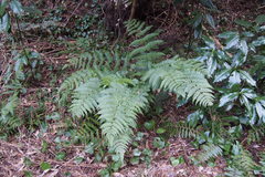 Dryopteris erythrosora
