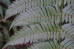 Dryopteris erythrosora