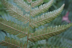 Dryopteris erythrosora