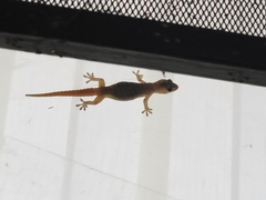 Hemidactylus frenatus