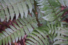 Dryopteris erythrosora