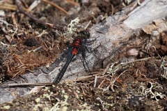 Leucorrhinia glacialis