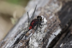 Leucorrhinia glacialis