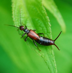 Timomenus komarowi