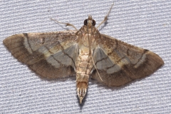 Cnaphalocrocis trebiusalis