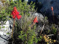Disa ferruginea