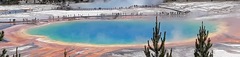 Archaea