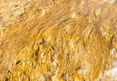 Chloroflexi