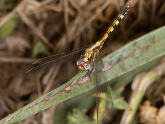 Orthetrum brachiale
