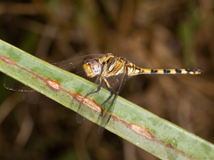 Orthetrum brachiale