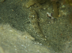 Favonigobius lateralis