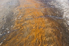Chloroflexi