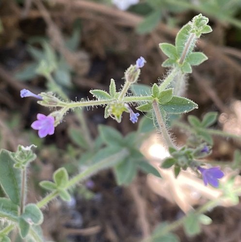Sticky false gilyflower (Allophyllum glutinosum)
