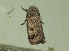 Proteuxoa capularis