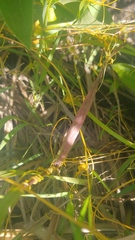 Smicronyx sculpticollis