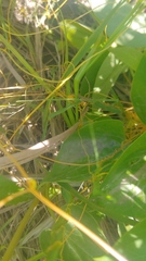 Smicronyx sculpticollis