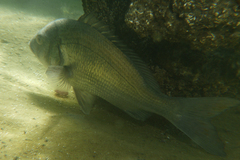 Acanthopagrus butcheri