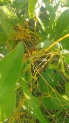 Smicronyx sculpticollis