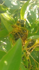 Smicronyx sculpticollis