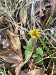 Acmella oppositifolia