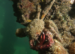 Schizophrys rufescens
