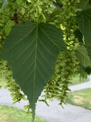 Sapindaceae