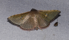 Banisia