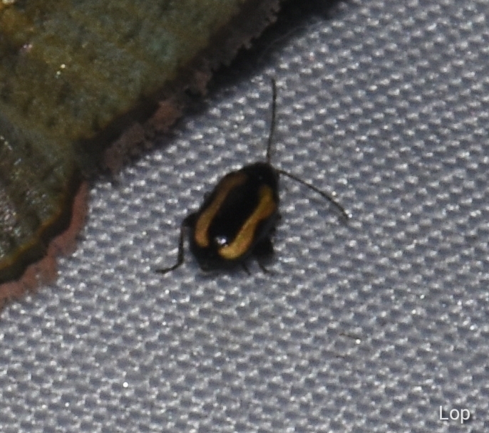 Striped Flea Beetle