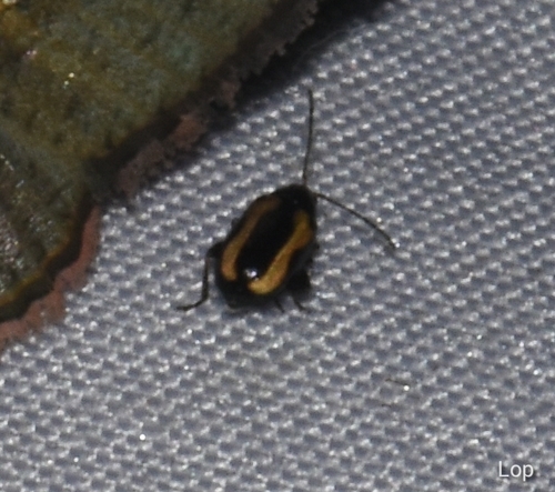 Striped Flea Beetle