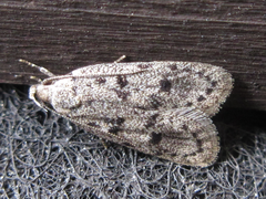 Semnolocha pachysticta