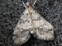Dolicharthria bruguieralis
