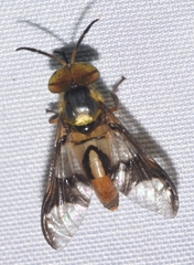 Chrysopsini