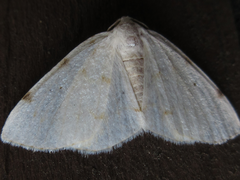 Lomographa bimaculata