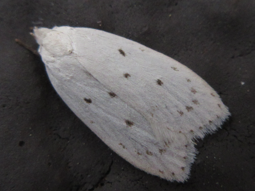 Scythropiodes approximans