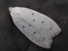 Scythropiodes approximans
