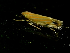 Deltanus texanus