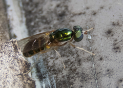 Cephalochrysa canadensis
