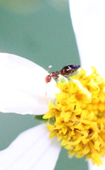 Anthelephila imperatrix