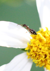 Anthelephila imperatrix