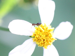 Anthelephila imperatrix