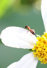 Anthelephila imperatrix